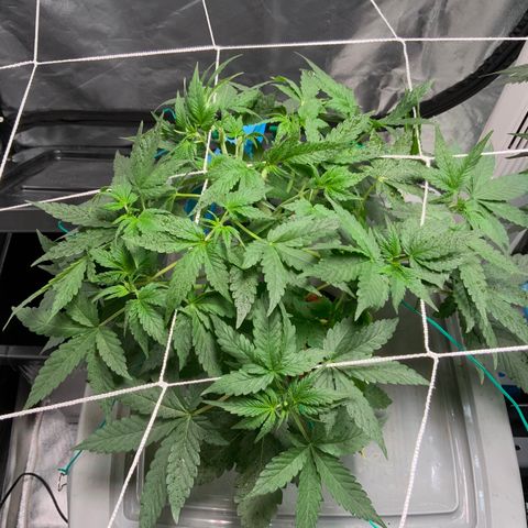 Moby dick XXL  [auto] growlog timeline photo