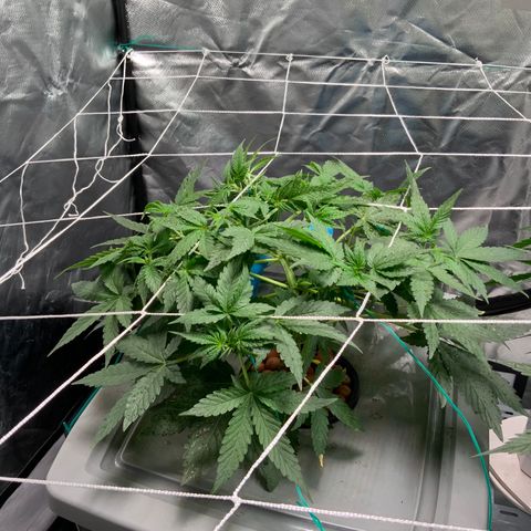 Moby dick XXL  [auto] growlog timeline photo