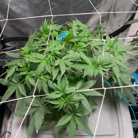 Moby dick XXL  [auto] growlog timeline photo