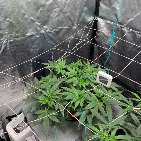 Moby dick XXL  [auto] growlog timeline photo