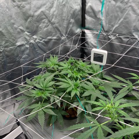 Moby dick XXL  [auto] growlog timeline photo