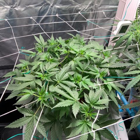 Moby dick XXL  [auto] growlog timeline photo