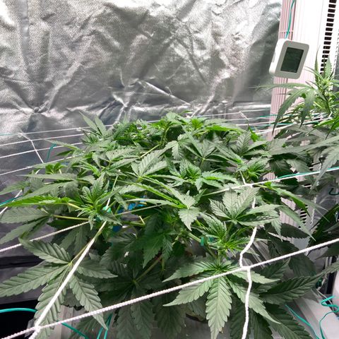 Moby dick XXL  [auto] growlog timeline photo