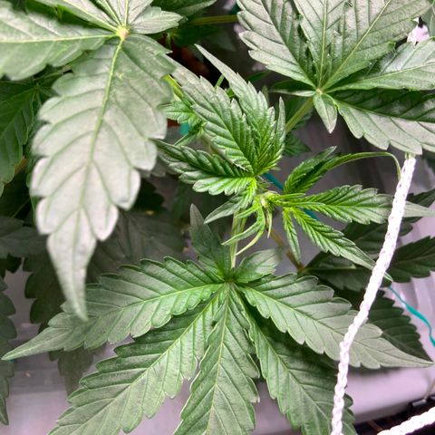 Moby dick XXL  [auto] growlog timeline photo