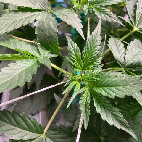Moby dick XXL  [auto] growlog timeline photo