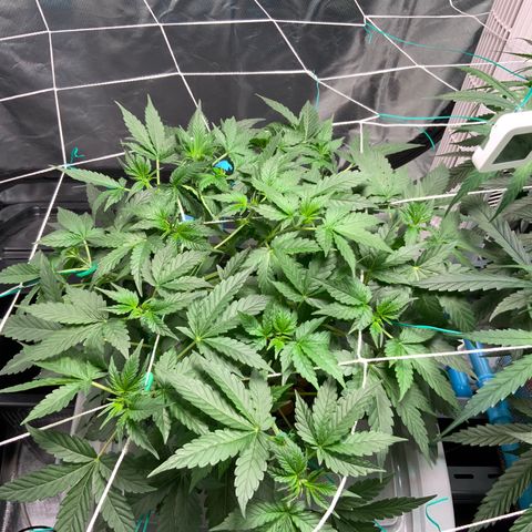 Moby dick XXL  [auto] growlog timeline photo