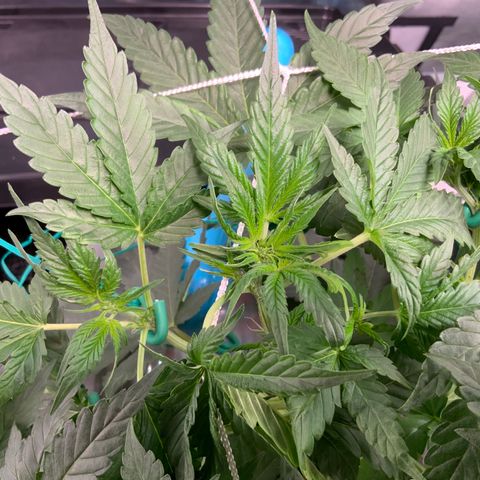 Moby dick XXL  [auto] growlog timeline photo
