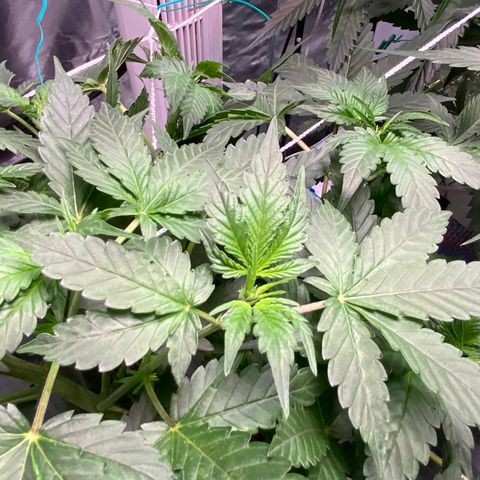 Moby dick XXL  [auto] growlog timeline photo