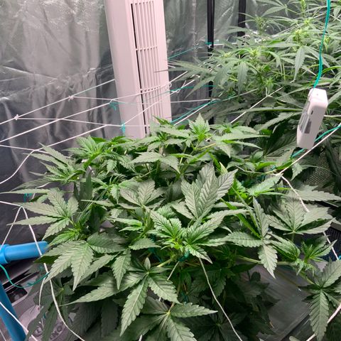 Moby dick XXL  [auto] growlog timeline photo