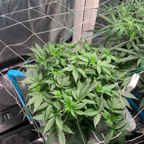 Moby dick XXL  [auto] growlog timeline photo