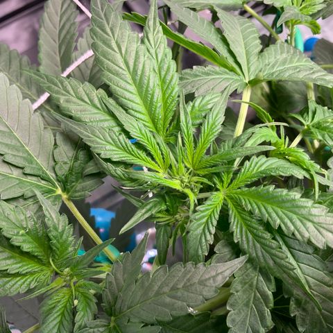 Moby dick XXL  [auto] growlog timeline photo