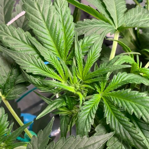 Moby dick XXL  [auto] growlog timeline photo