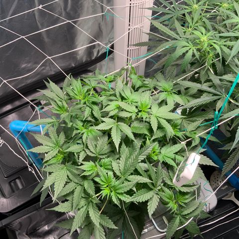 Moby dick XXL  [auto] growlog timeline photo
