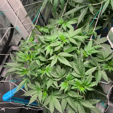 Moby dick XXL  [auto] growlog timeline photo