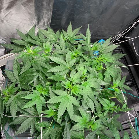 Moby dick XXL  [auto] growlog timeline photo