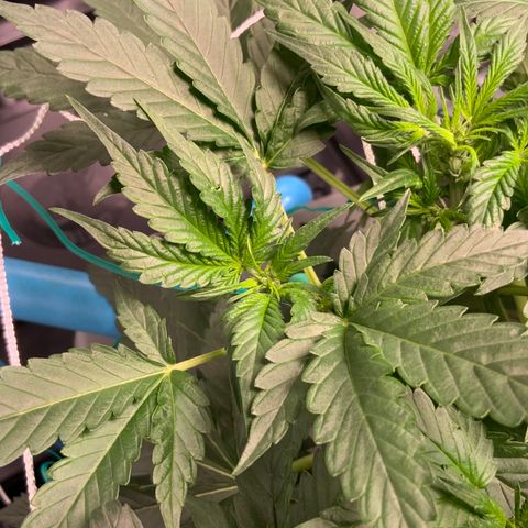 Moby dick XXL  [auto] growlog timeline photo