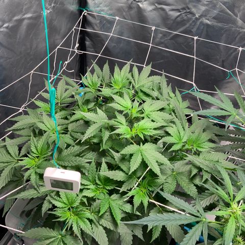 Moby dick XXL  [auto] growlog timeline photo