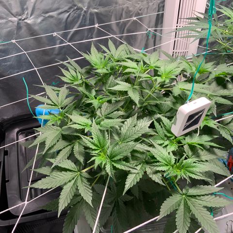 Moby dick XXL  [auto] growlog timeline photo