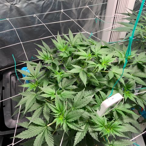 Moby dick XXL  [auto] growlog timeline photo