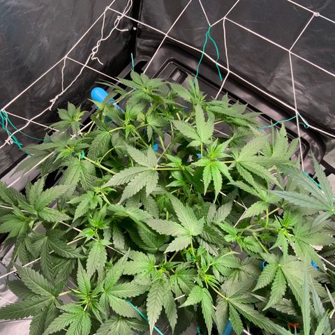 Moby dick XXL  [auto] growlog timeline photo