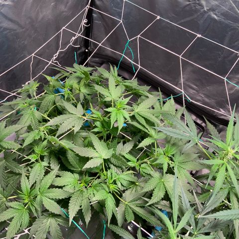 Moby dick XXL  [auto] growlog timeline photo