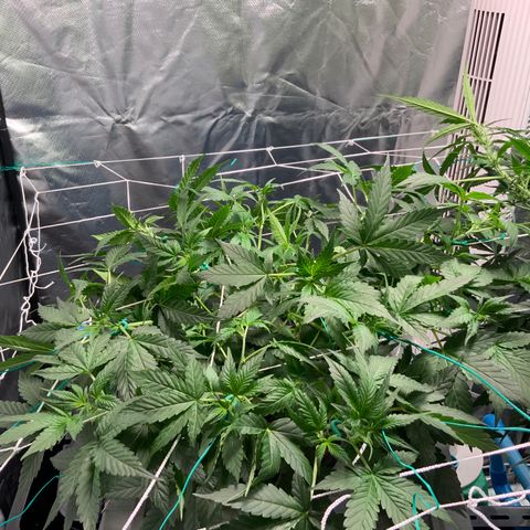 Moby dick XXL  [auto] growlog timeline photo