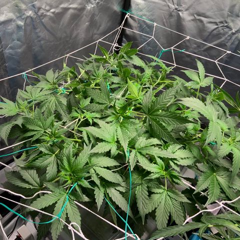 Moby dick XXL  [auto] growlog timeline photo