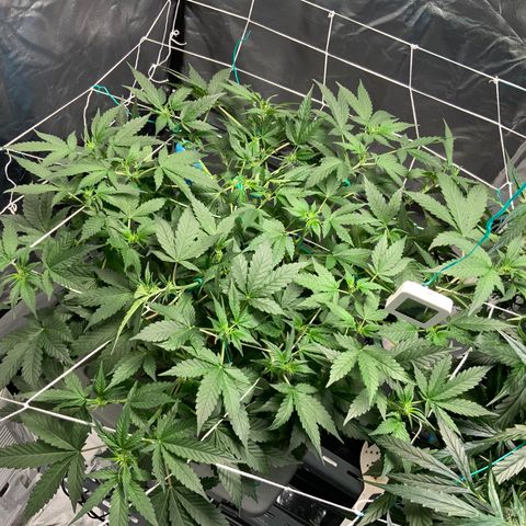 Moby dick XXL  [auto] growlog timeline photo