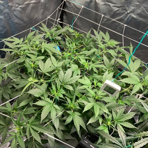 Moby dick XXL  [auto] growlog timeline photo