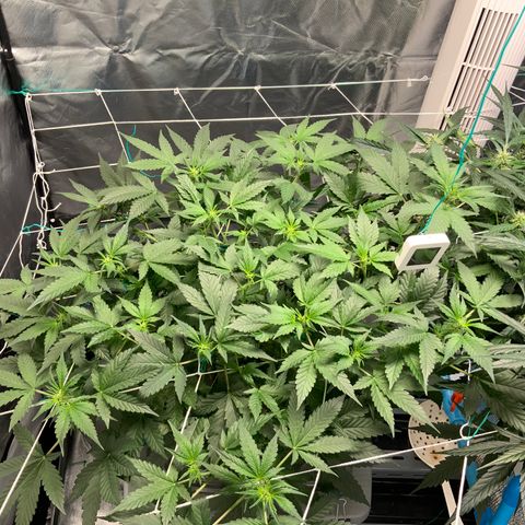 Moby dick XXL  [auto] growlog timeline photo