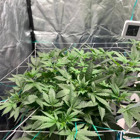Moby dick XXL  [auto] growlog timeline photo