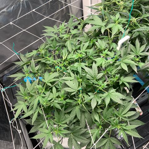 Moby dick XXL  [auto] growlog timeline photo