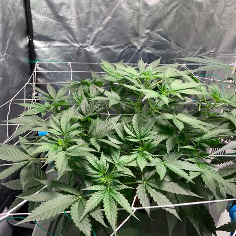 Moby dick XXL  [auto] growlog timeline photo