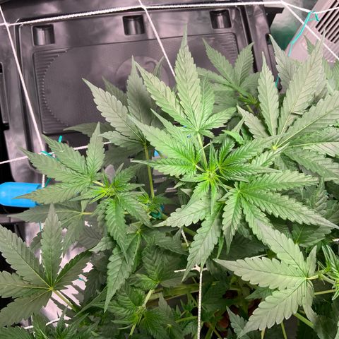 Moby dick XXL  [auto] growlog timeline photo