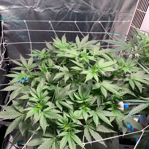 Moby dick XXL  [auto] growlog timeline photo