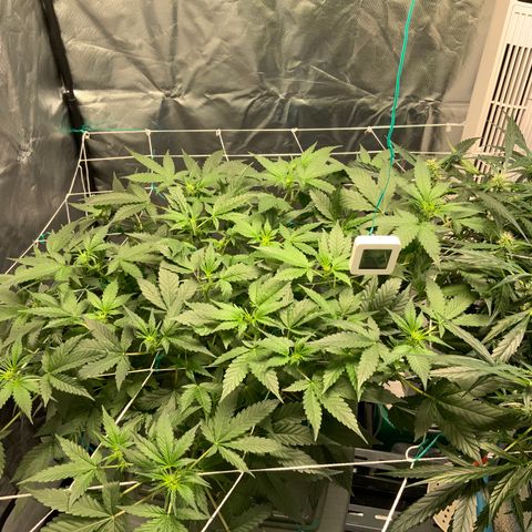 Moby dick XXL  [auto] growlog timeline photo