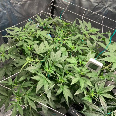 Moby dick XXL  [auto] growlog timeline photo