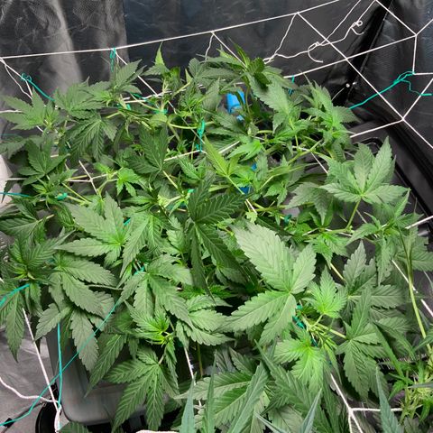 Moby dick XXL  [auto] growlog timeline photo