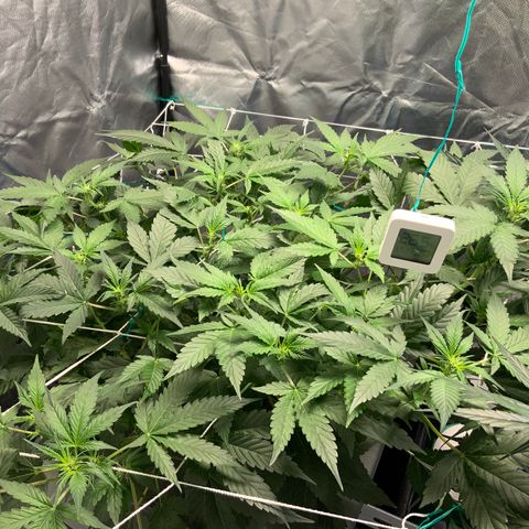 Moby dick XXL  [auto] growlog timeline photo