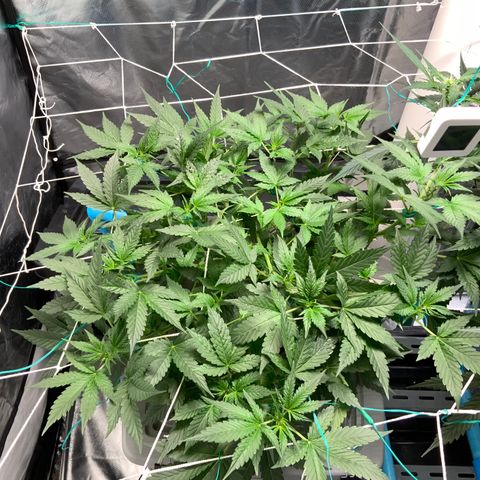 Moby dick XXL  [auto] growlog timeline photo
