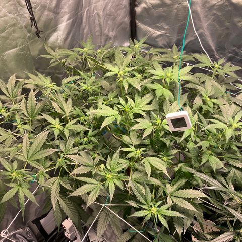 Moby dick XXL  [auto] growlog timeline photo