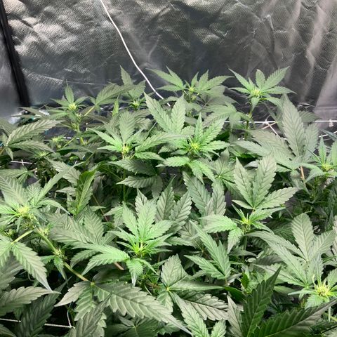 Moby dick XXL  [auto] growlog timeline photo
