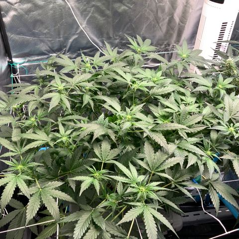 Moby dick XXL  [auto] growlog timeline photo