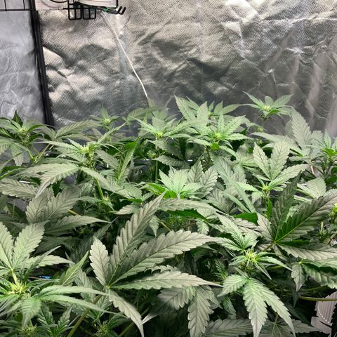 Moby dick XXL  [auto] growlog timeline photo