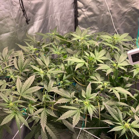Moby dick XXL  [auto] growlog timeline photo