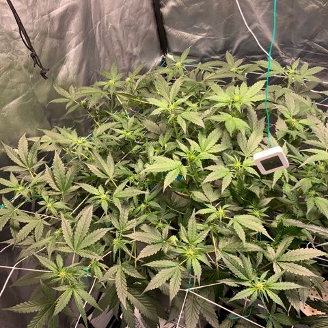 Moby dick XXL  [auto] growlog timeline photo