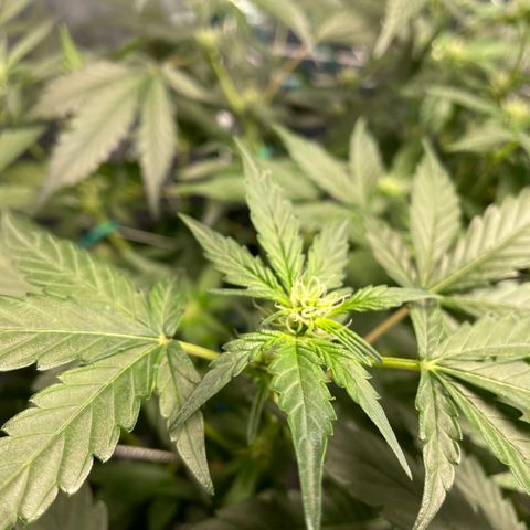 Moby dick XXL  [auto] growlog timeline photo