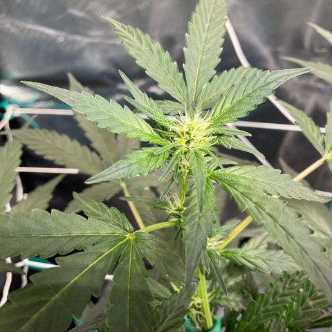 Moby dick XXL  [auto] growlog timeline photo
