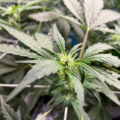 Moby dick XXL  [auto] growlog timeline photo