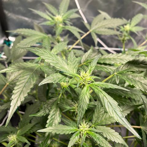 Moby dick XXL  [auto] growlog timeline photo